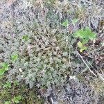 Thymus serpyllum habit picture by Myriam Chavel (cc-by-sa)
