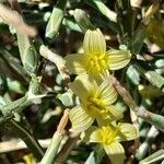 Lactuca orientalis flower picture by M. Hedayat (cc-by-sa)