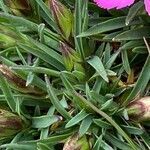Dianthus pavonius leaf picture by Francois Mansour (cc-by-sa)