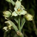 Gavilea australis flower picture by Daniel Barthelemy (cc-by-nc)