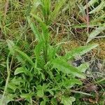 Crepis capillaris habit picture by Solenn Jacquez (cc-by-sa)