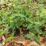 Commelina communis habit picture by Iva (cc-by-sa)