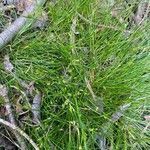 Isolepis cernua leaf picture by Tim Burton (cc-by-sa)