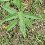 Helianthus x laetiflorus leaf picture by Nancy Setzer (cc-by-sa)