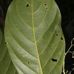 Beilschmiedia costaricensis leaf picture by Nelson Zamora Villalobos (cc-by-nc)