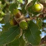 Quercus faginea fruit picture by F. Manzano (cc-by-sa)