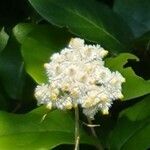 Physocarpus capitatus flower picture by Elizabeth Berger (cc-by-sa)