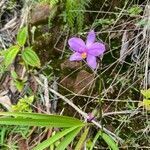 Spathoglottis plicata flower picture by Clemens J. Mayer (cc-by-sa)