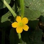 Cucumis melo flower picture by Deepak Yadav (cc-by-sa)