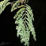Albizia julibrissin leaf picture by Wyllt Sylvestris (cc-by-sa)