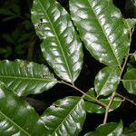 Lecythis ampla leaf picture by Nelson Zamora Villalobos (cc-by-nc)