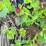 Portulaca umbraticola leaf picture by Trap Hers (cc-by-sa)