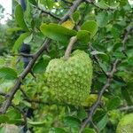 Annona spinescens fruit picture by Thiago Flores Flores (cc-by-sa)