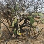 Opuntia ficus-indica habit picture by Mauricio León Carreño (cc-by-sa)