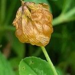 Trifolium aureum fruit picture by Pietro Brignoli (cc-by-sa)