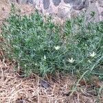 Peganum harmala habit picture by Manuel Nieto (cc-by-sa)