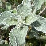 Marrubium incanum leaf picture by Ruprecht Storchschnabel (cc-by-sa)