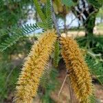 Prosopis juliflora flower picture by Ajolote Morrison (cc-by-sa)