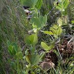 Vicia narbonensis habit picture by John Walsh (cc-by-sa)