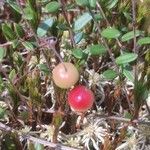 Vaccinium oxycoccos fruit picture by Ermakov Konstantin (cc-by-sa)