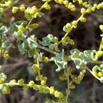Atriplex undulata flower picture by Trap Hers (cc-by-sa)