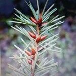Pseudotsuga menziesii flower picture by Xavier Laurent (cc-by-sa)