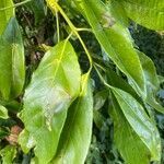 Elaeodendron buchananii leaf picture by bimbi bimbi (cc-by-sa)