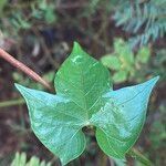 Ipomoea hederifolia leaf picture by Lennaert Steen (cc-by-sa)