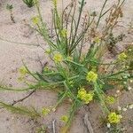 Camelina microcarpa habit picture by Abdul Ghaffar (cc-by-sa)