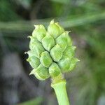 Ranunculus amplexicaulis fruit picture by Llandrich anna (cc-by-sa)