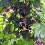 Ribes lacustre leaf picture by Steph (cc-by-sa)
