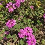 Lantana montevidensis flower picture by Daniel Maxwell (cc-by-sa)