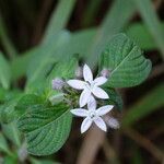 Pentas lanceolata habit picture by Maarten Vanhove (cc-by-sa)