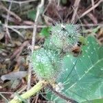 Cnidoscolus albomaculatus fruit picture by Trap Hers (cc-by-sa)