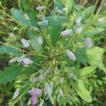 Desmodium paniculatum flower picture by katie jo Dixon-Blaboe (cc-by-sa)