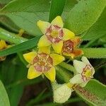 Cynanchum revoilii flower picture by susan brown (cc-by-sa)