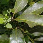 Ocotea floribunda leaf picture by Nelson Zamora Villalobos (cc-by-nc)