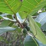 Ficus aurea fruit picture by Trap Hers (cc-by-sa)