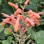 Aloe amudatensis flower picture by susan brown (cc-by-sa)