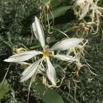 Pancratium illyricum flower picture by Irene Boninsegna (cc-by-sa)