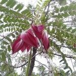 Sesbania grandiflora flower picture by Noel Dionson (cc-by-sa)