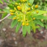 Hypericum canariense leaf picture by Sergio Walking Tours (cc-by-sa)