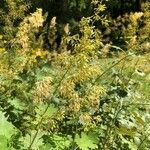 Macleaya cordata flower picture by Diana Kategiannis (cc-by-sa)