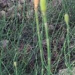 Equisetum ramosissimum flower picture by Radoslav Marinkovic (cc-by-sa)