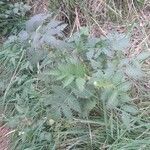 Rubus fraxinifolius habit picture by Geoffrey Lebreton (cc-by-sa)