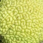 Maclura pomifera fruit picture by Pierre GUDEL (cc-by-sa)