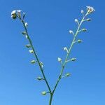 Myosotis arvensis habit picture by Matt P. Walser (cc-by-sa)