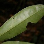 Lecythis persistens leaf picture by Jean-François Molino (cc-by-sa)