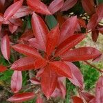 Photinia glabra leaf picture by foodbloom (cc-by-sa)