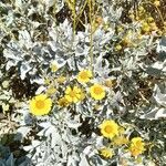 Encelia farinosa flower picture by Henry Broeska (cc-by-sa)